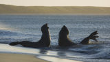 Southern Elephant Seals